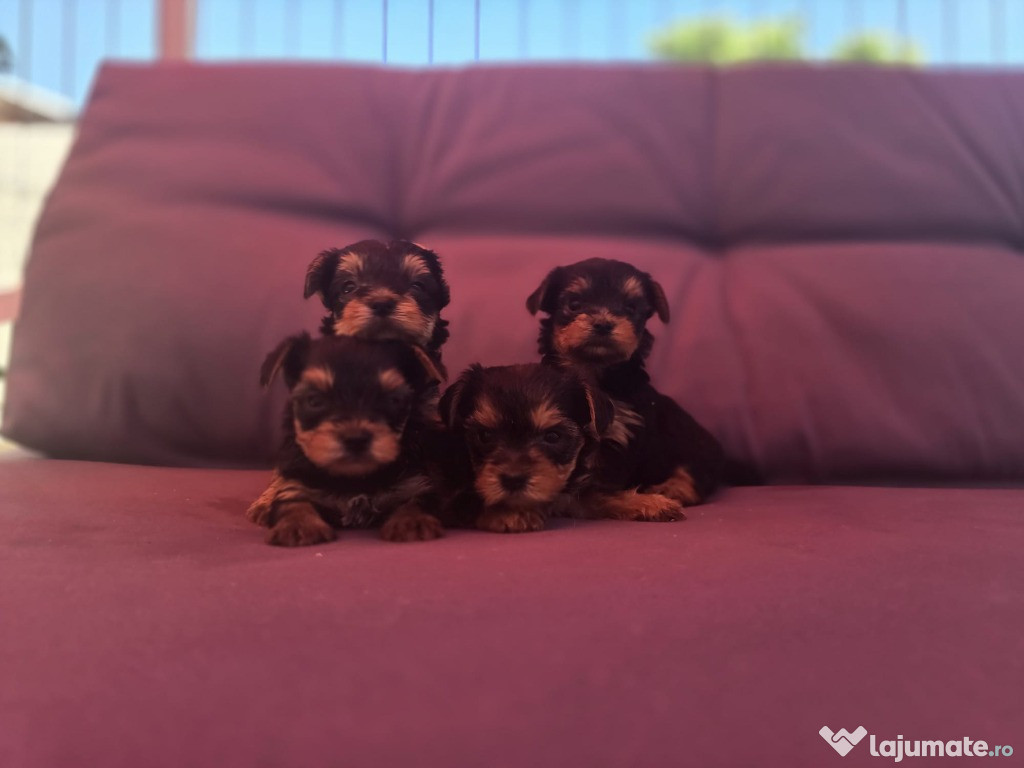 Pui Yorkshire Terrier Toy