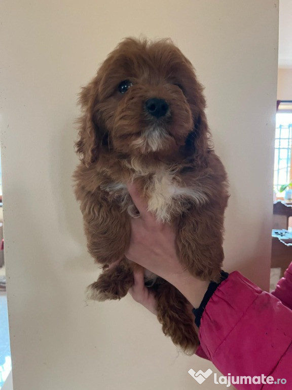 Pui Cavapoo roscati
