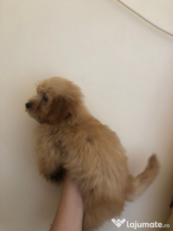 Pui Maltipoo (Maltez+Pudel)