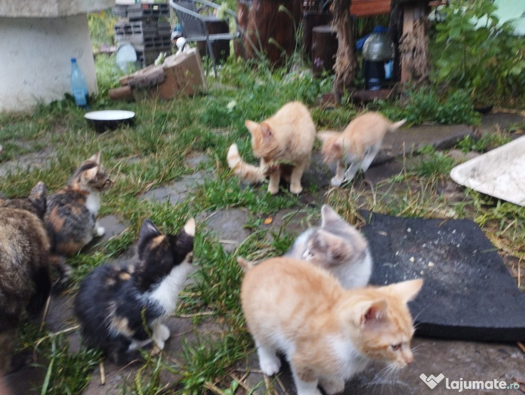 5 pisicuțe spre adopție