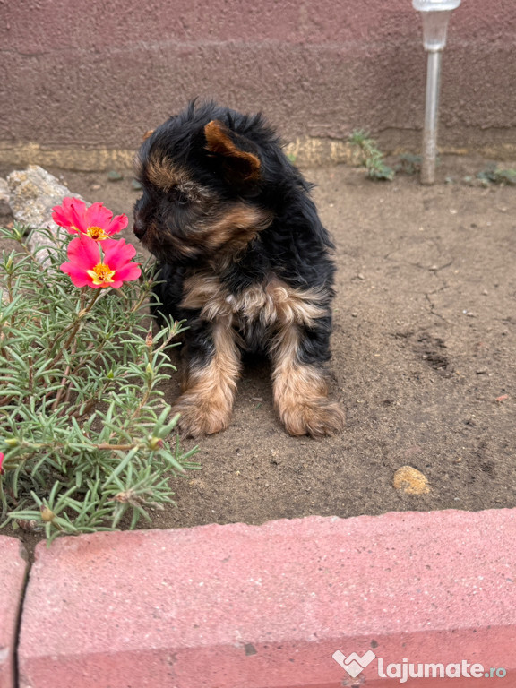 Yorkshire terrier mini toy !!