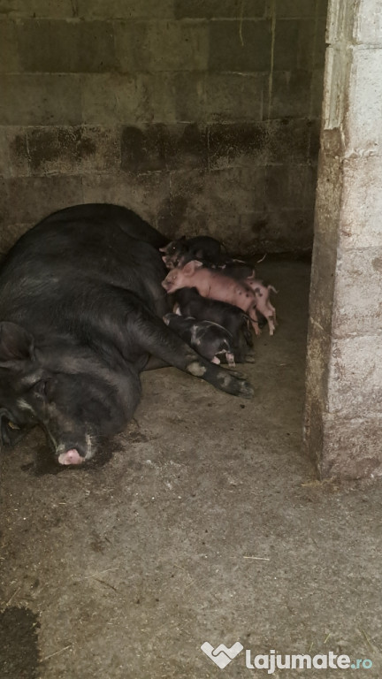 Porci de vânzare