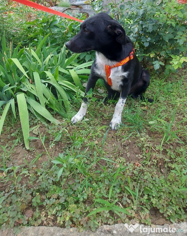 Donez catei pentru iubitori de animale!
