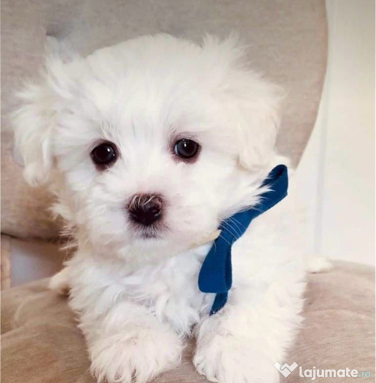 Bichon maltez alb