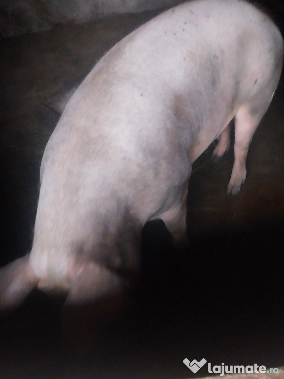 Delicatese pe masă