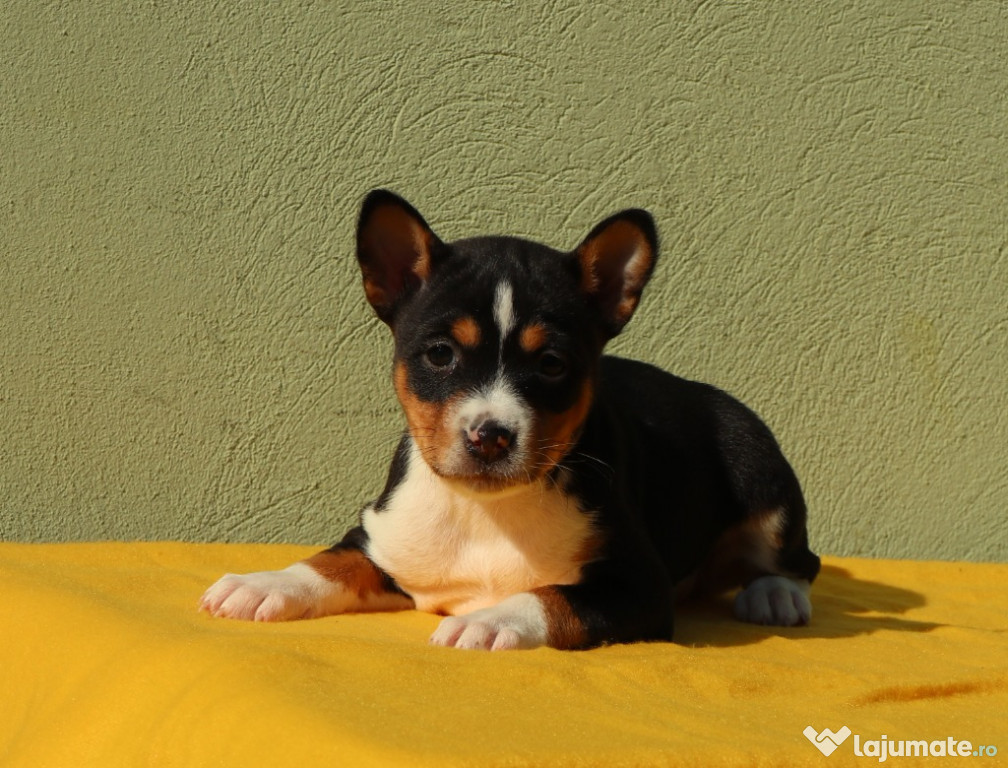 Basenji tricolor cu pedigree FCI