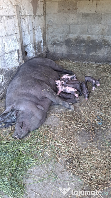 Scroafe cu purcei. Vând sau schimb cu vaci, viței