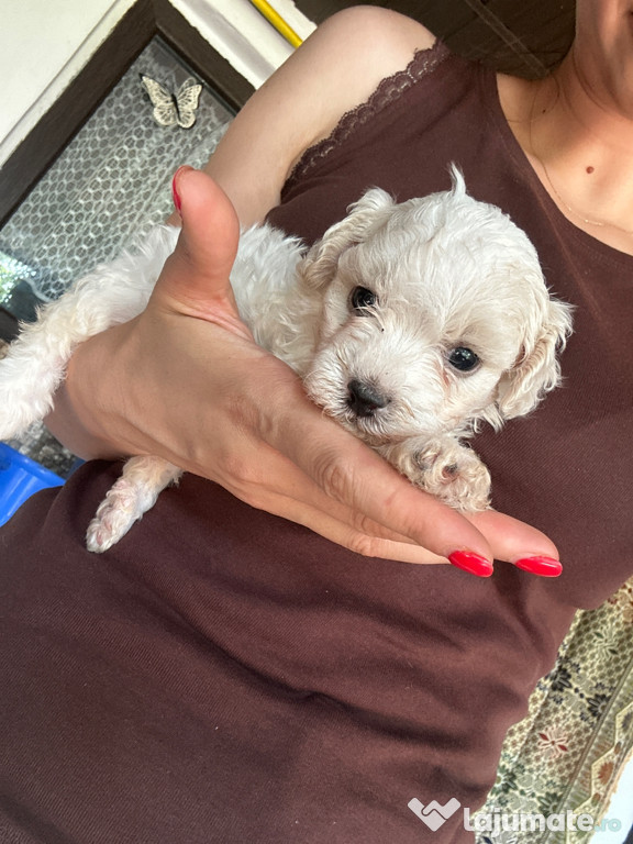 Bichon maltez în vârstă de o lună jumătate