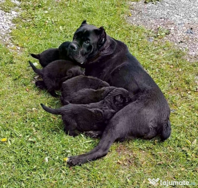 Metis de Cane Corso