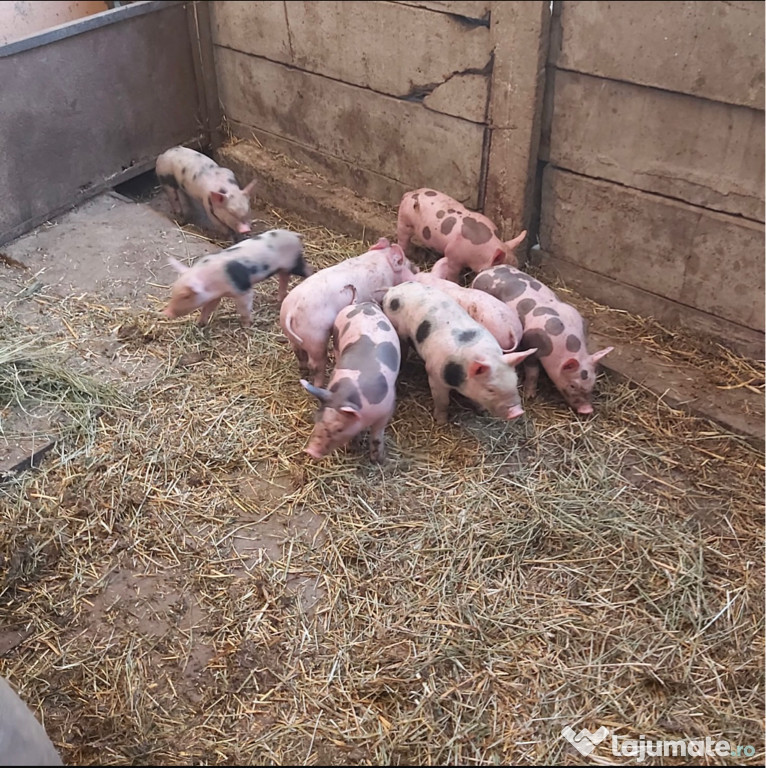 Scroafă cu 8 purcei de vânzare