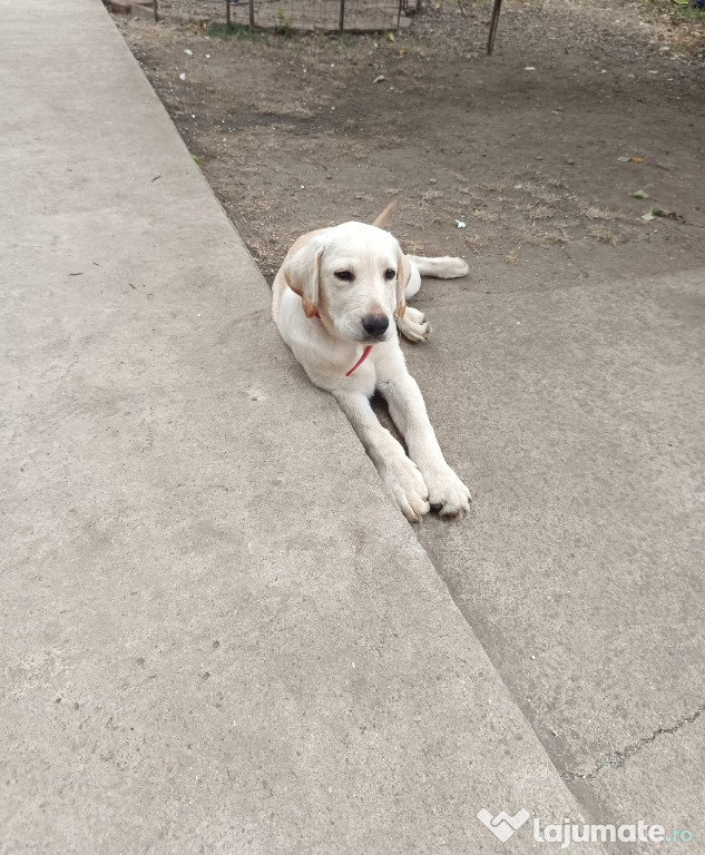 Labrador retriever