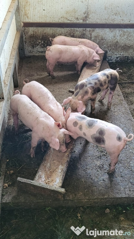 Vând purcei de 7 săptămâni
