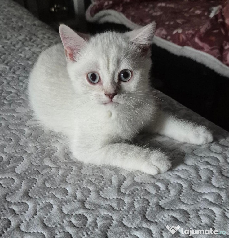 Puiuti simpatici si cuminti Bristish Shorthair