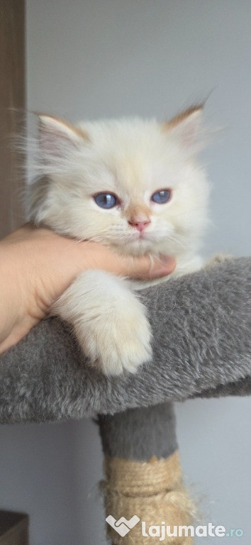 British longhair si shorthair