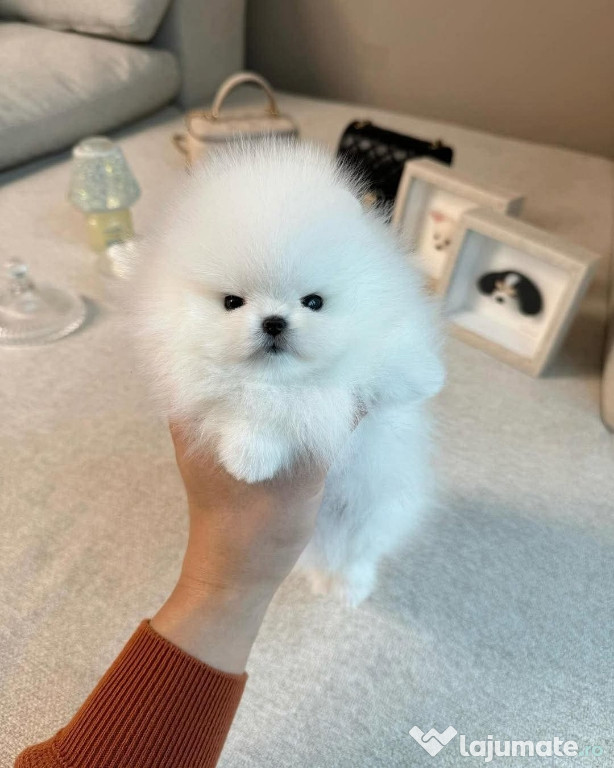 Pomeranian puppy boo talie mica