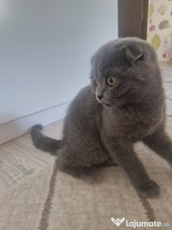 Pisicuță Scottish Fold de 5 luni – deparazitată, vaccinată, jucăuș