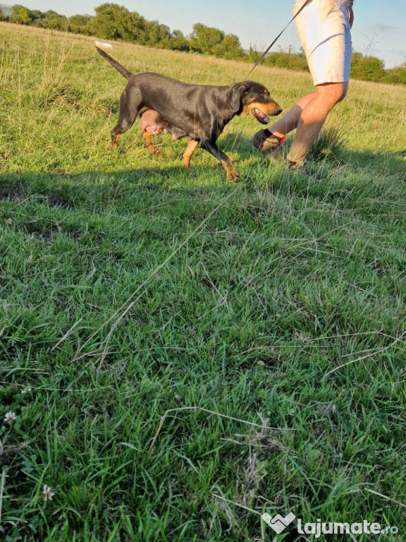 Femelă copoi ardelenesc cu 6 pui