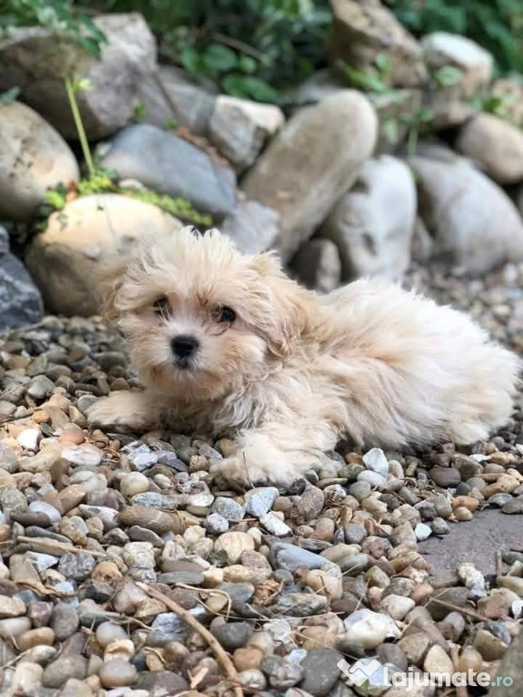Bichon havanez , 2 fetițe, 3 luni