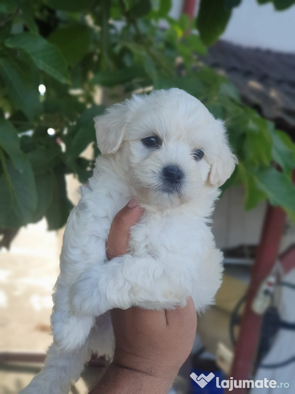 Bichon maltez mini toy