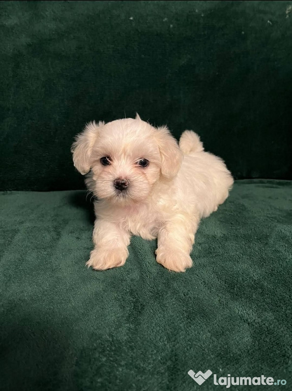 Bichon maltez mini toy