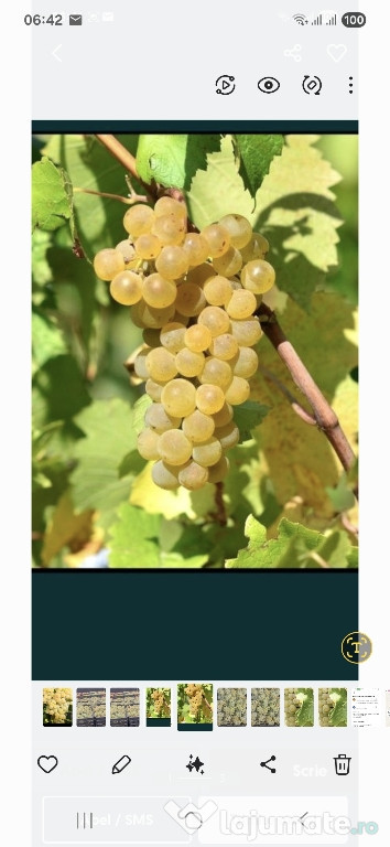 Vând struguri de vin productie 2025