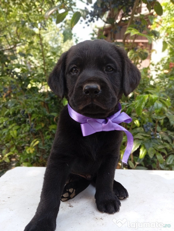 Puiuți de Labrador Retriever