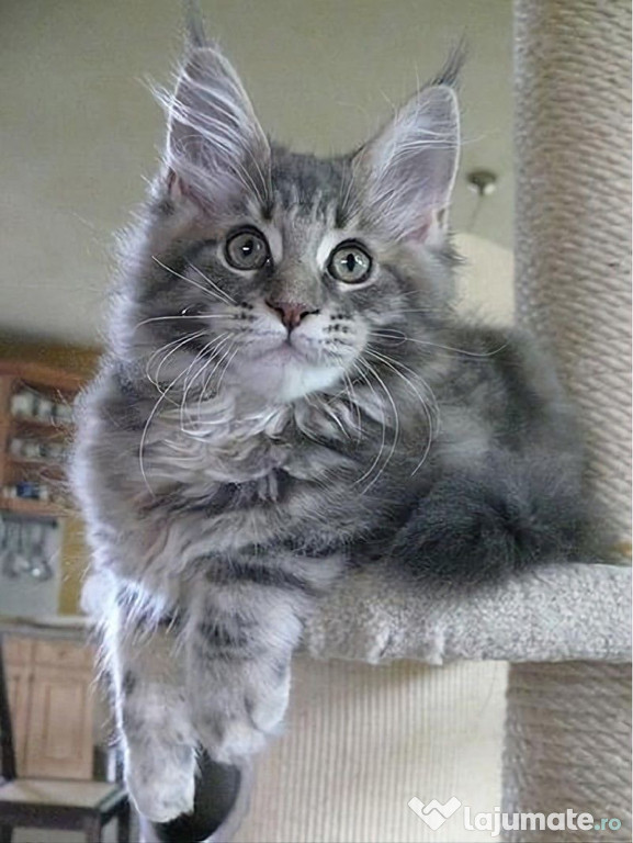 Maine Coon puiuți