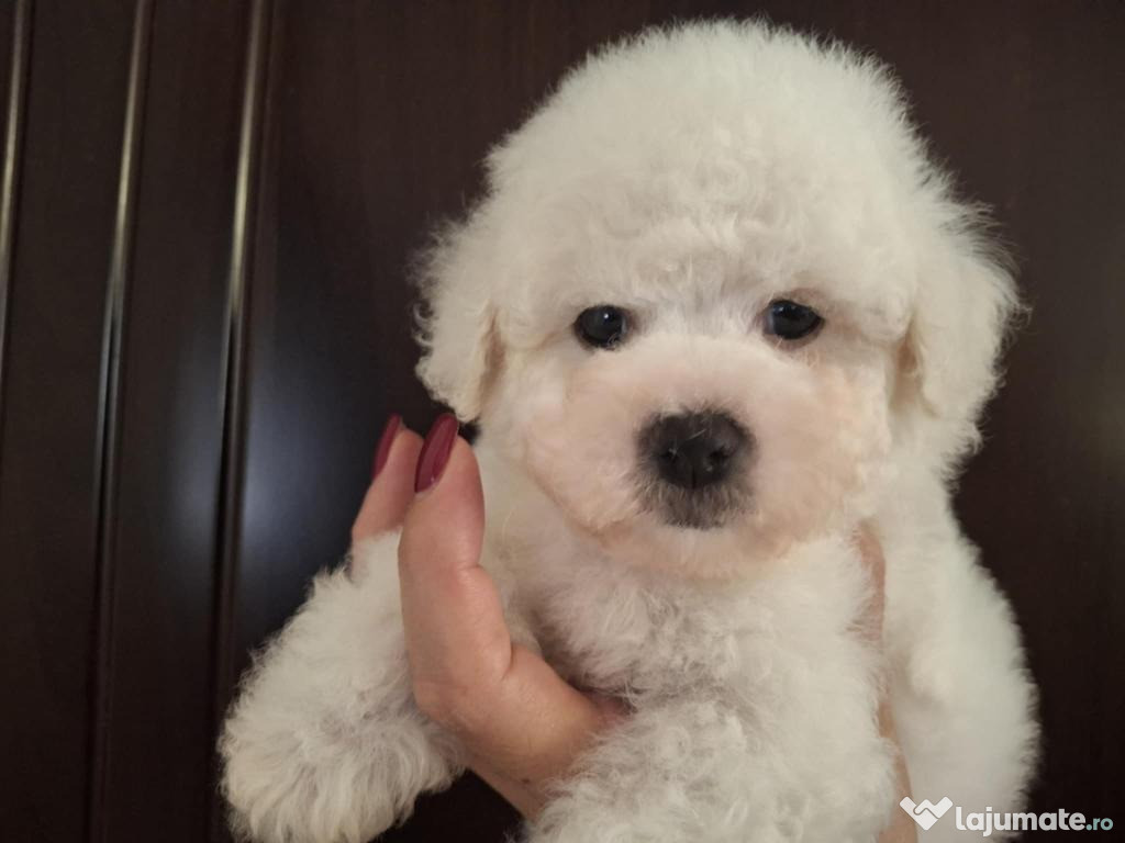 Pui Bichon Frisé