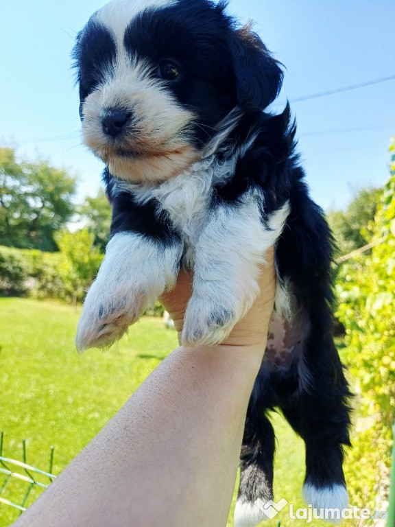 Bichon havanez,talie mica