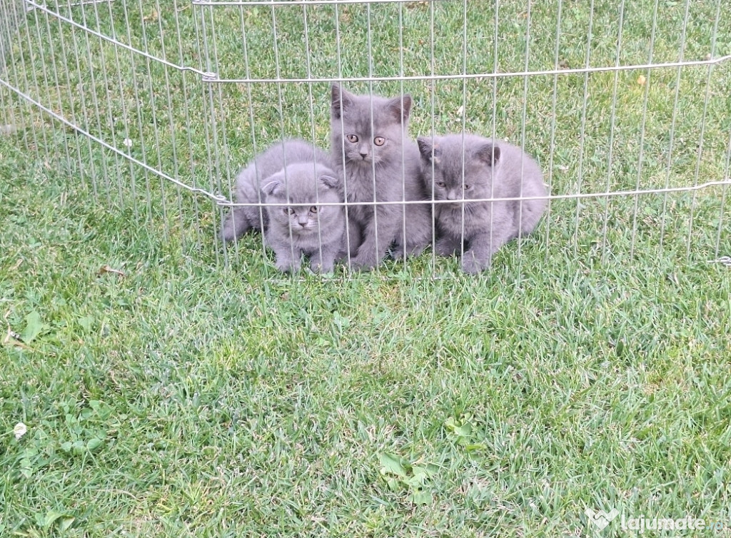 British shorthair și scotish fold.
