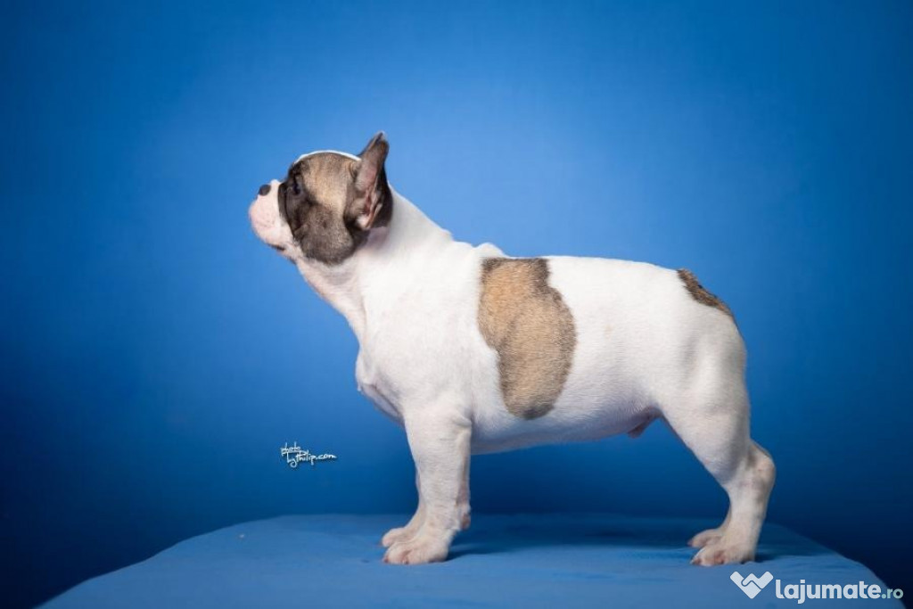 Bulldog Francez – Cățeluși frumoși