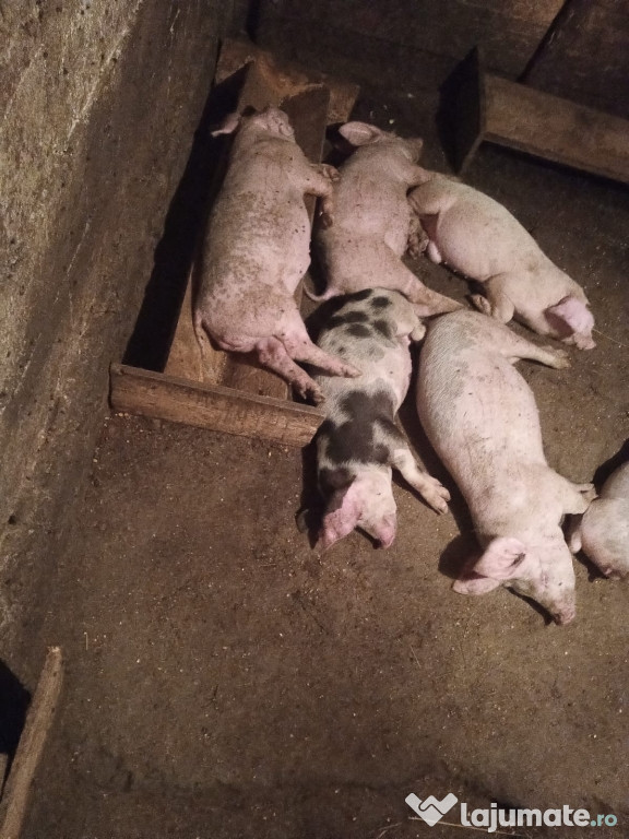Porci Petrani (Pietrain) / Marele Alb de vanzare