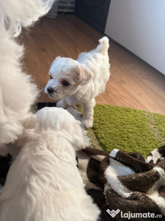 Vând pui de bichon maltese