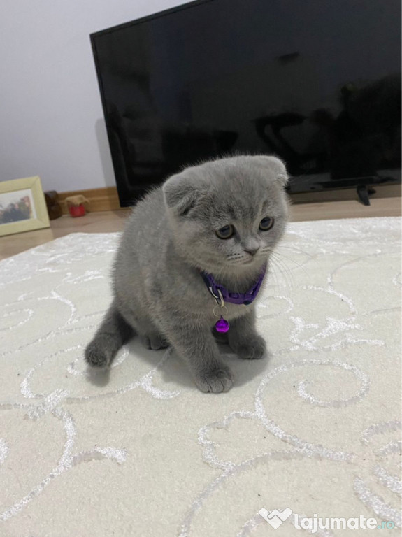 Puiuț Scottish Fold