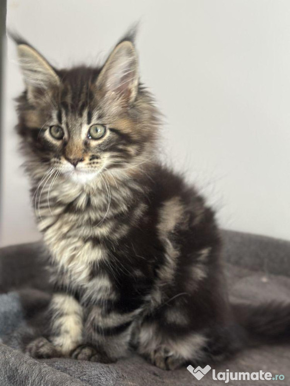 Maine coon puiuti