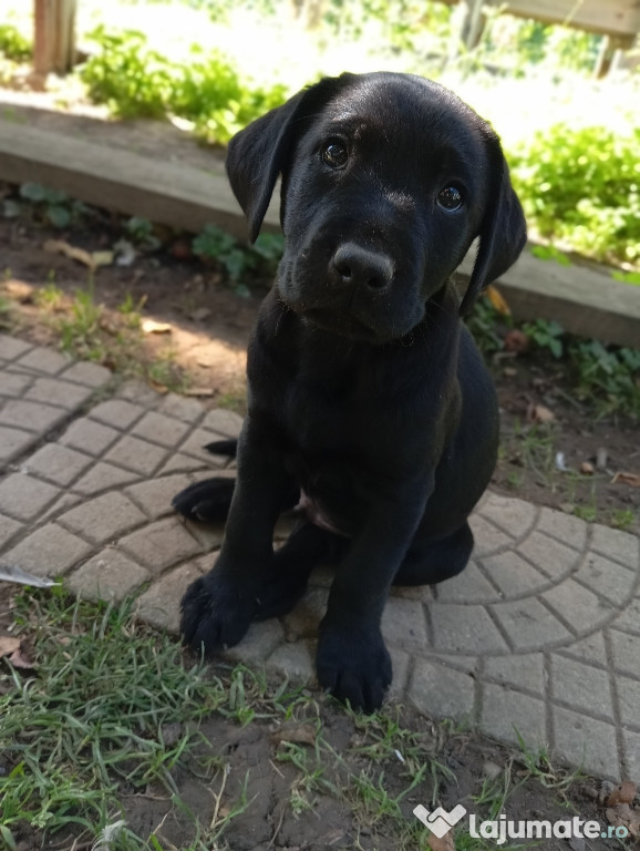 Puiuți de labrador