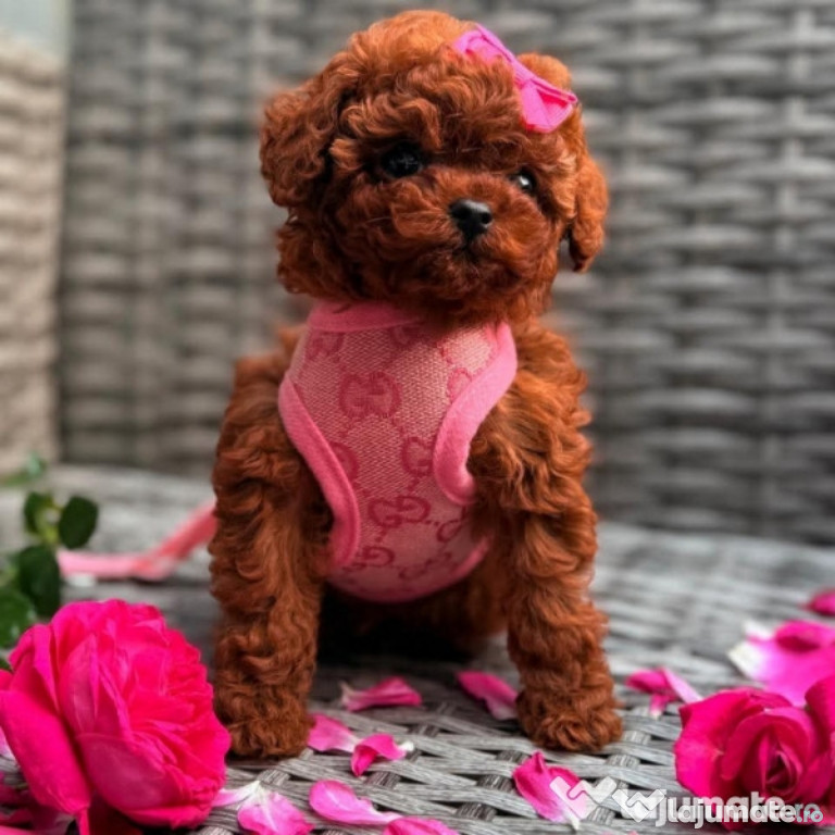 Caniche pudel mini red talie de buzunar !