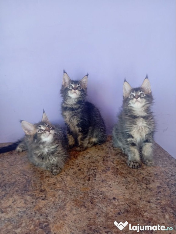 Maine coon pisoiasi