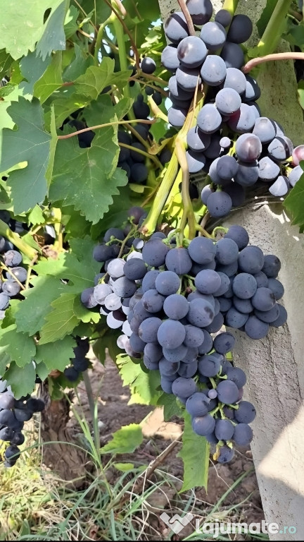 Vând struguri de vin productie 2025