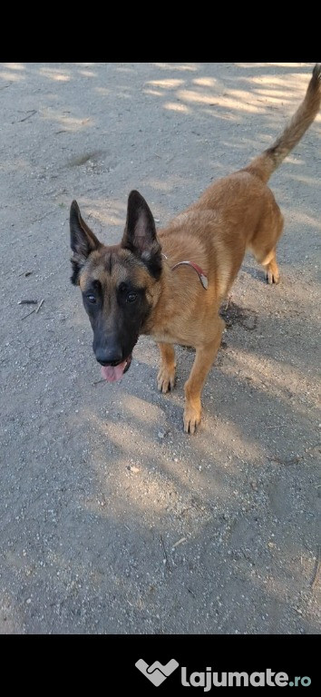 Ciobanesc belgian malinois