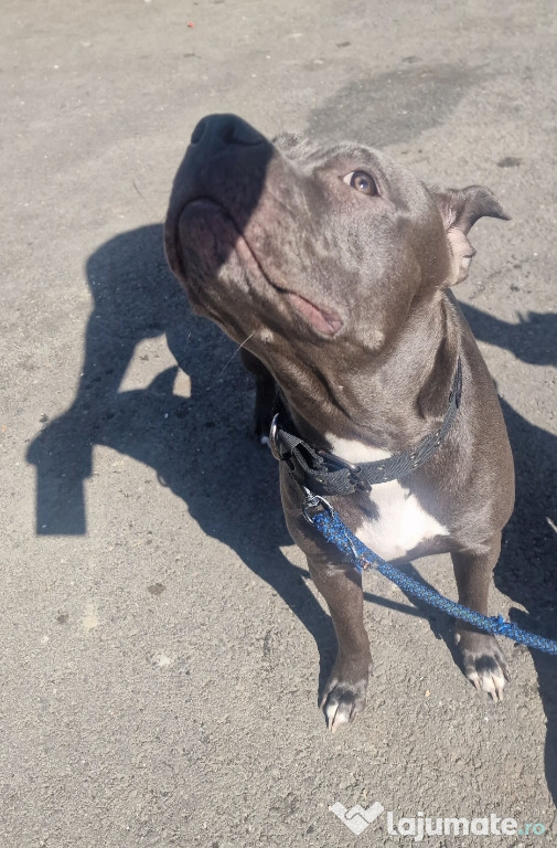 Amstaff Buling Bleo