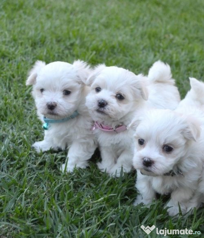 Bichon maltez mini toy