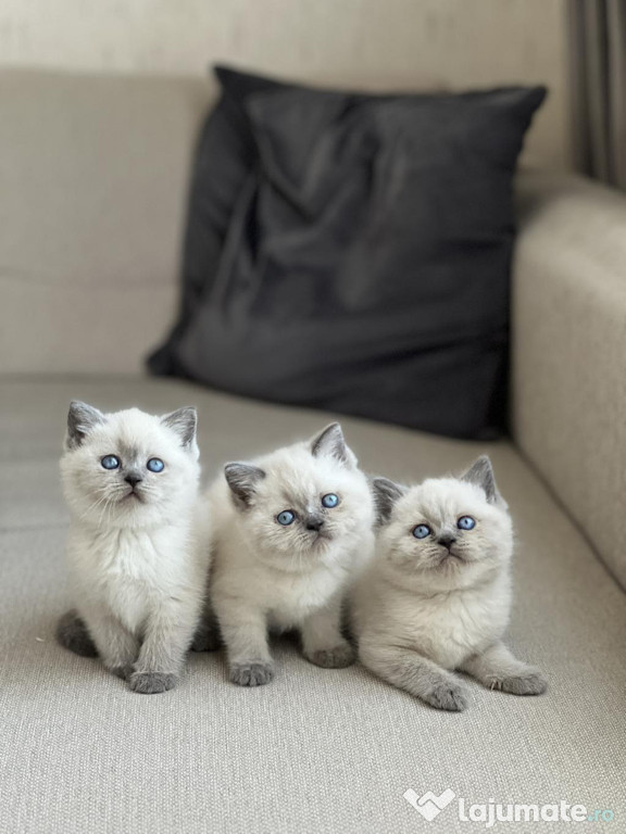British shorthair motănei și pisicuțe