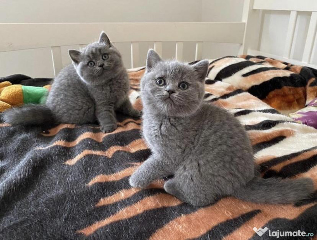 British shorthair pui băieței și fetițe
