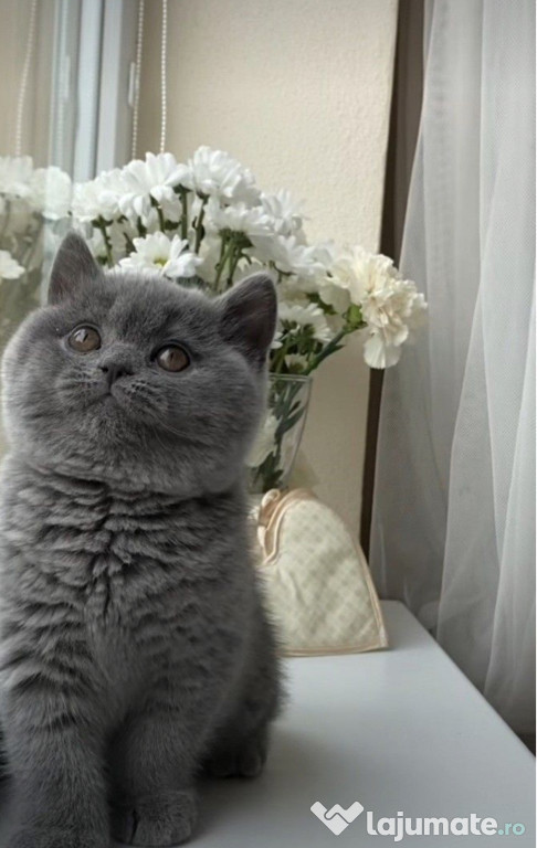 British Shorthair blue