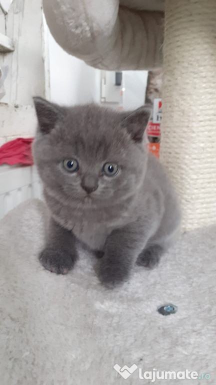 Pisicuți British Shorthair