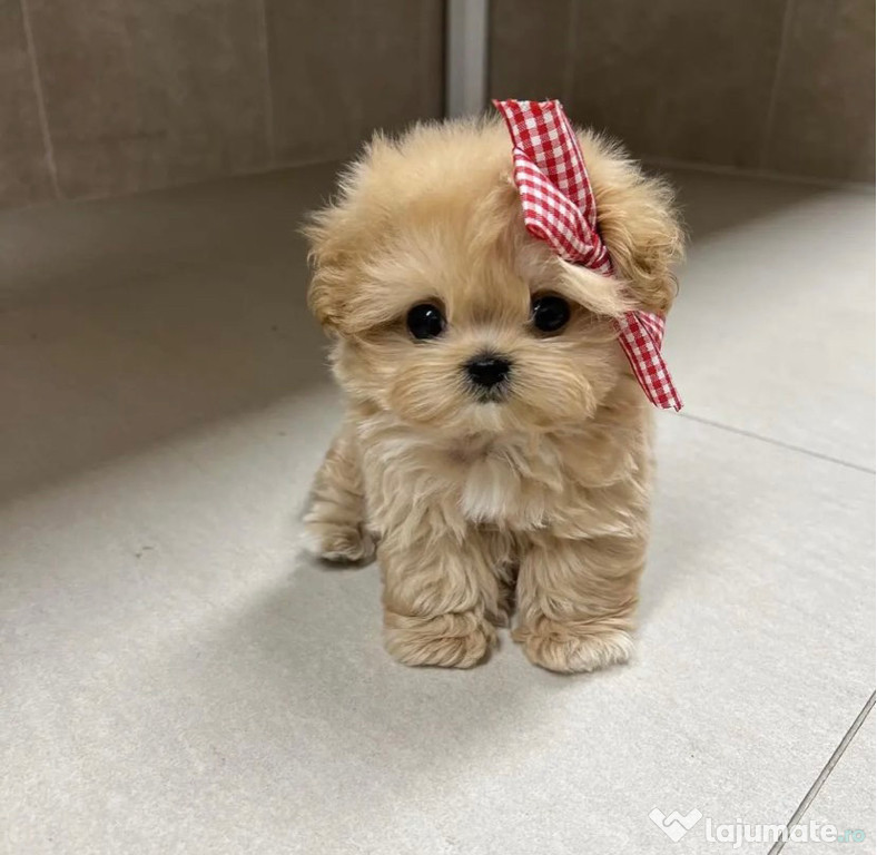 Maltipoo Caniche Pudel Mini Toy Apricot