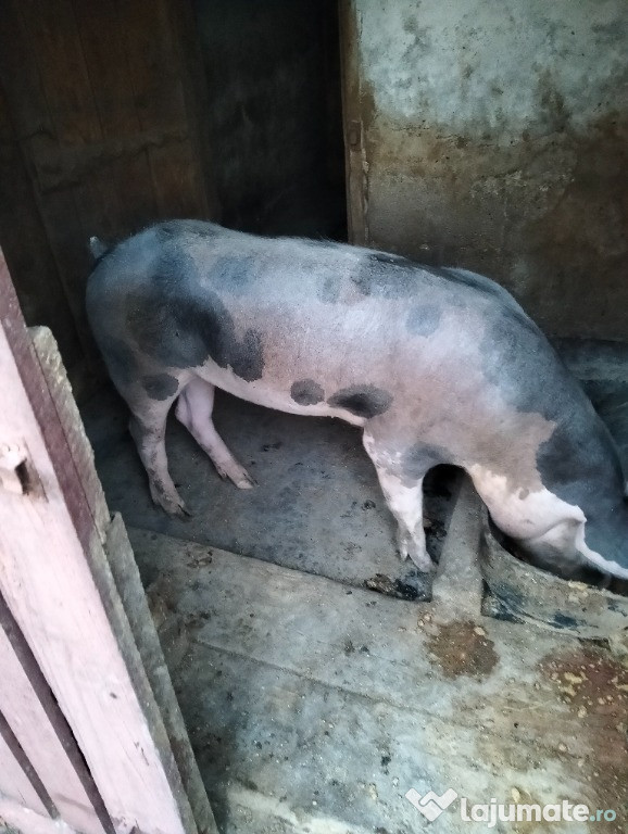 Porc de carne de vânzare