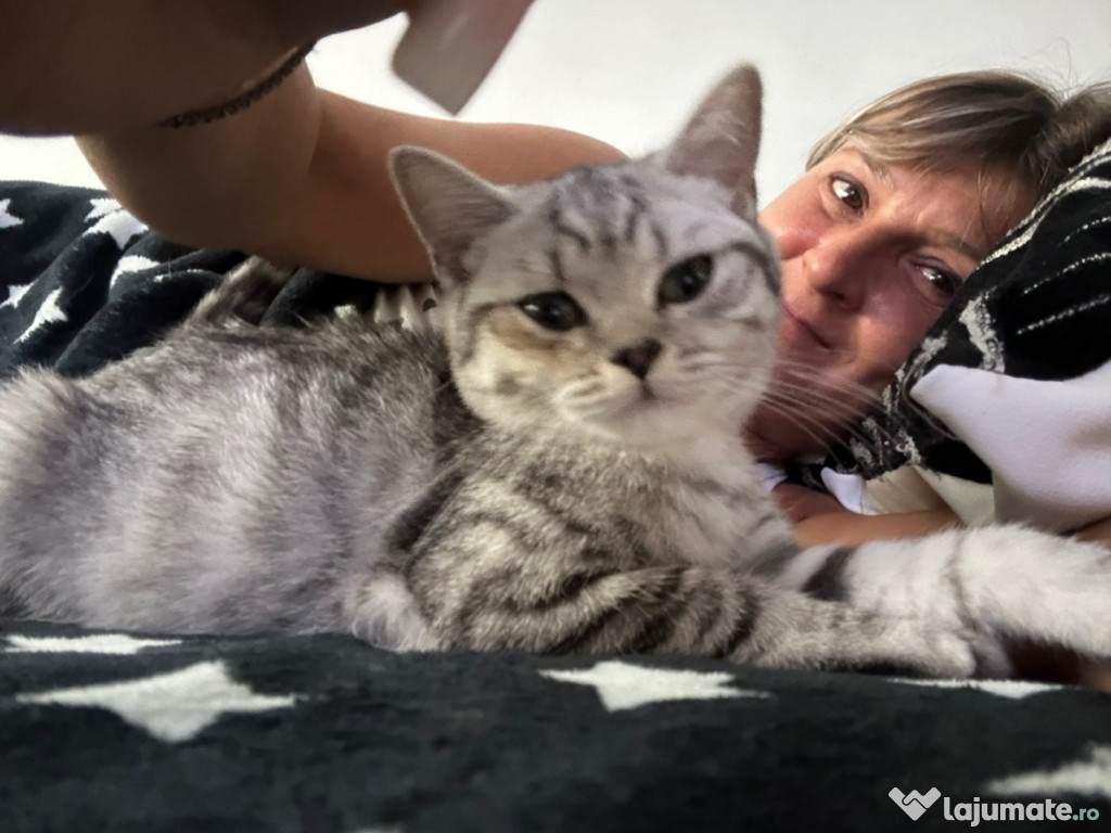 Pisica british shorthair