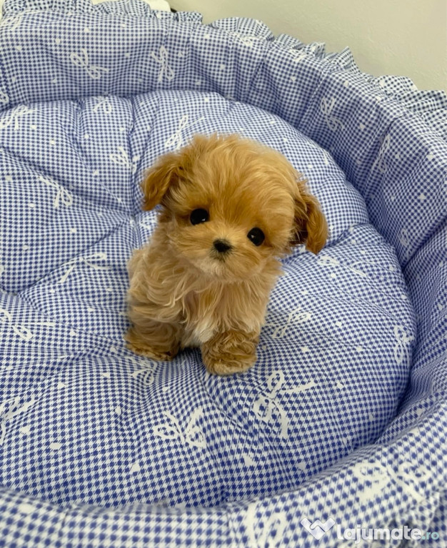 Maltipoo Caniche Mini Toy APRICOT